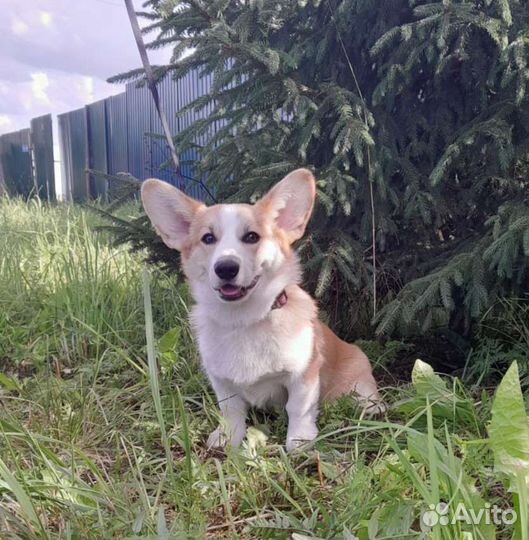 Вельш-корги пемброк Мальчик