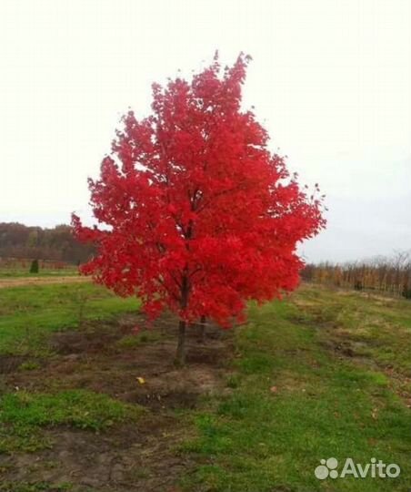 Дуб красный