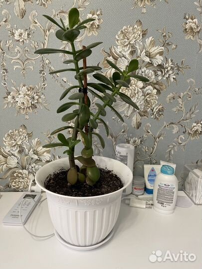 Комнатные цветы толстянка