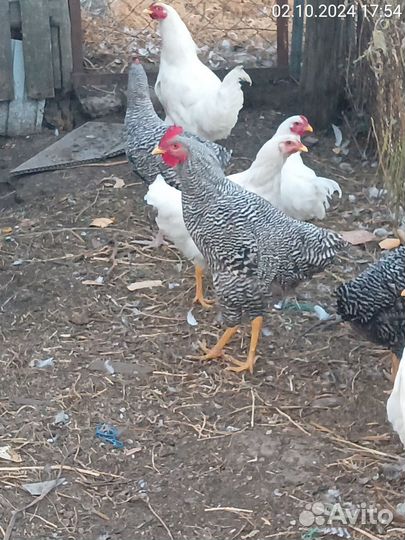 Молодые петушки Плимутрок, Ливенская