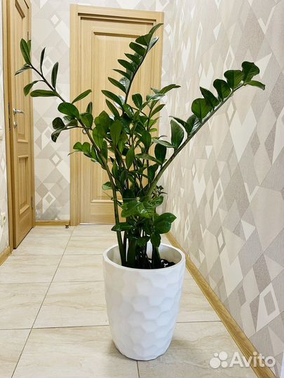 Замиокулькас