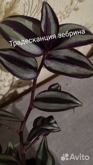 Традесканция