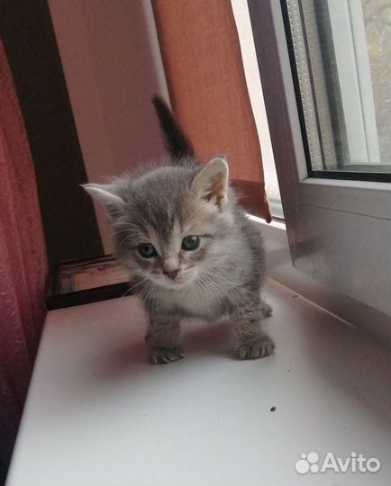 Котёнок из коробки