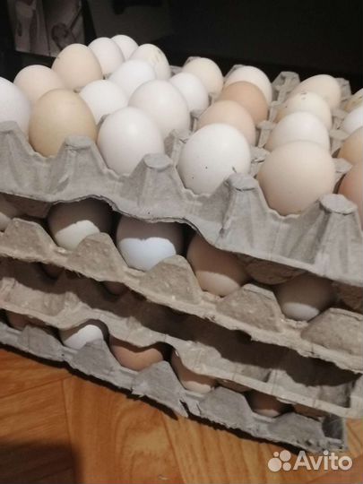 Яйцо домашнее. Самовывоз