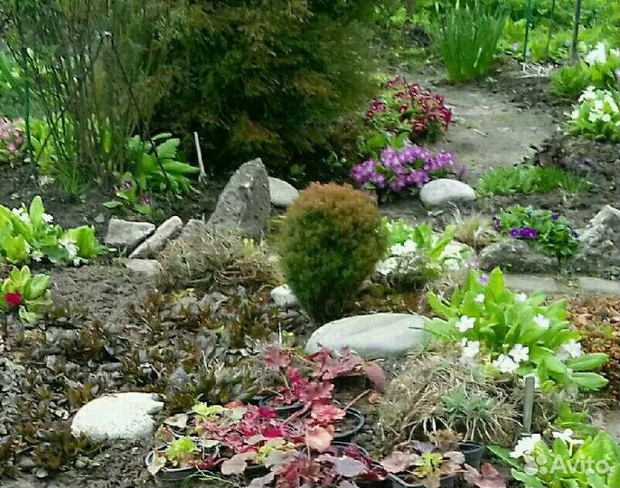 Многолетние растения