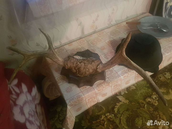 Рога лося настоящие