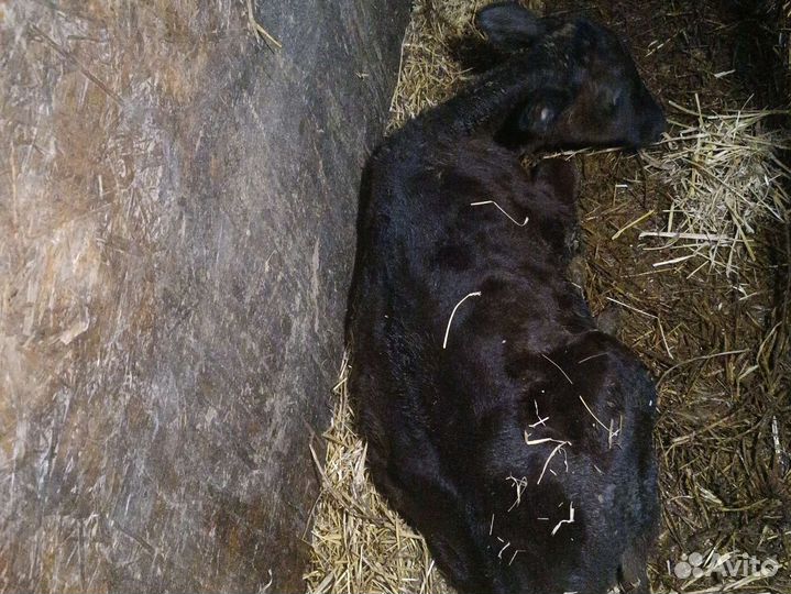 Продажа телок