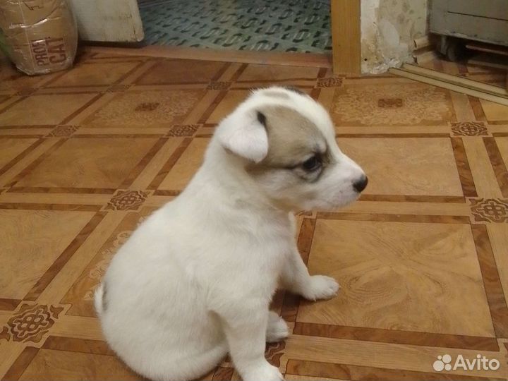Отдам бесплатно щенки лайки