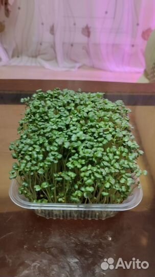 Микрозелень