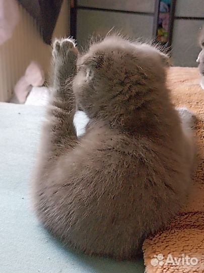 Кото-ребенок