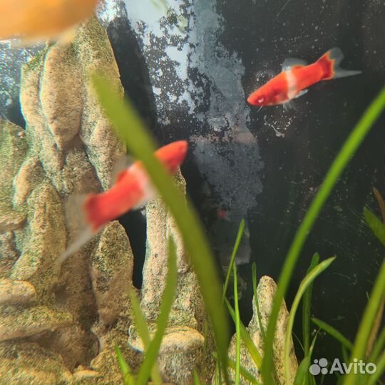 Меченосец санта клаус (кохаку) самцы