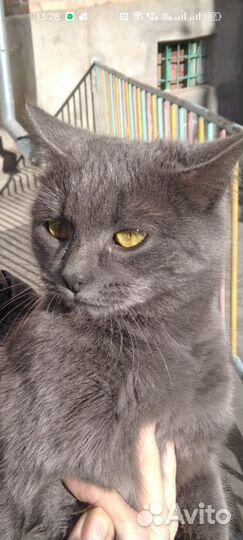 Барбара Кошечка