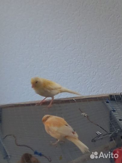 Кенара и канарейки