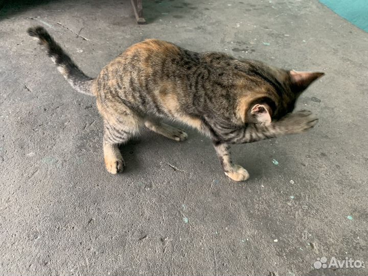 Подкинули в подъезд