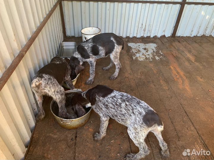 Щенки Дратхаара