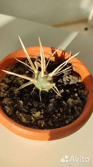 Кактус Тефрокактус артикулятус папирокантус
