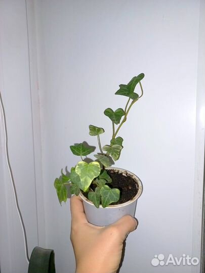 Комнатные цветы,хедера,фиалки
