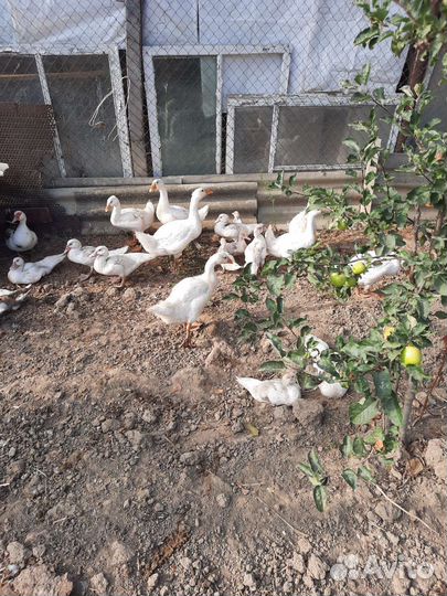 Гуси и индоутки