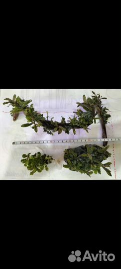 Буцефаландры