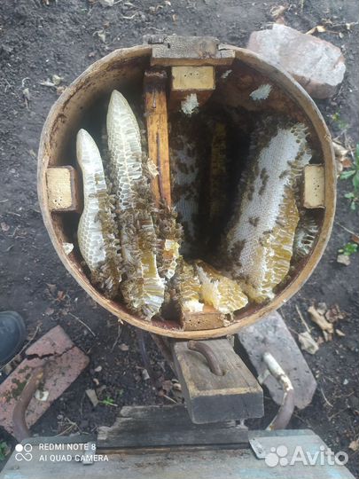 Мед лесной (бортевой)