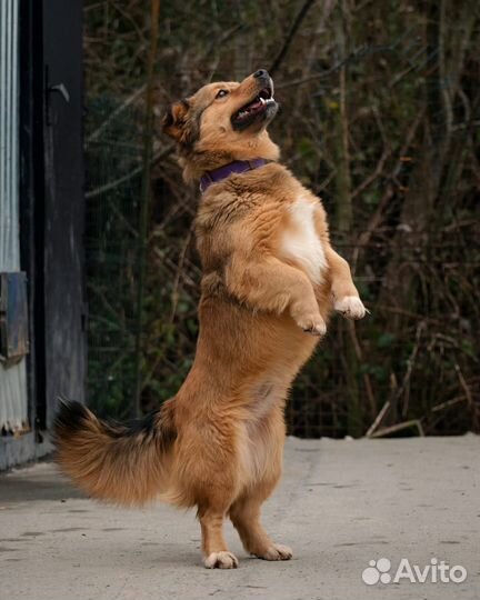 Собака маленького размера бесплатно