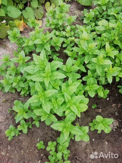 Мята сушеная листья