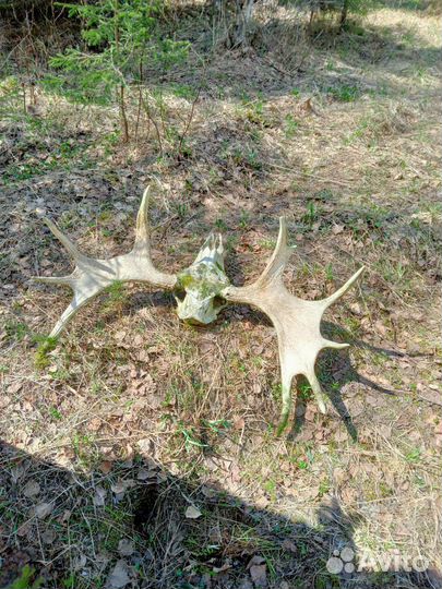 Рога лося, чага