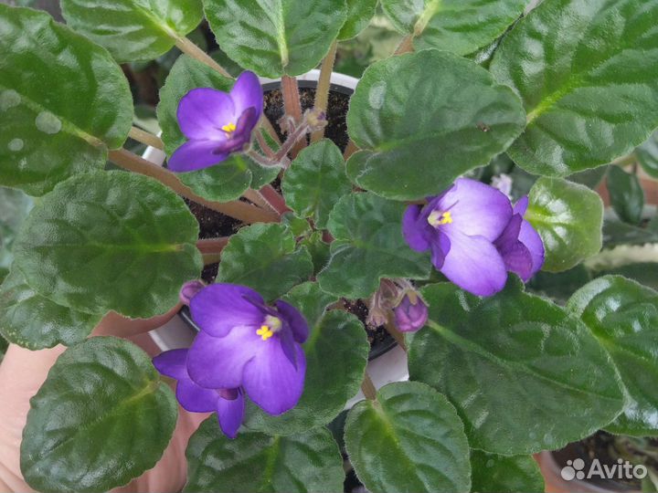 Сортовые фиалки