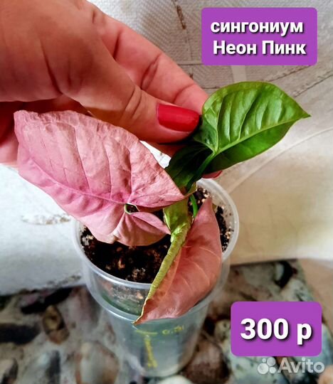 Комнатные растения