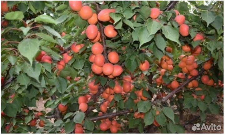 Саженцы Абрикоса Нельсон