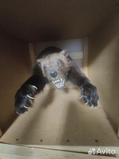 Чучело рассомахи на медальоне