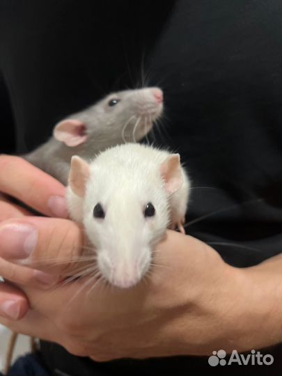 Крысы бесплатно