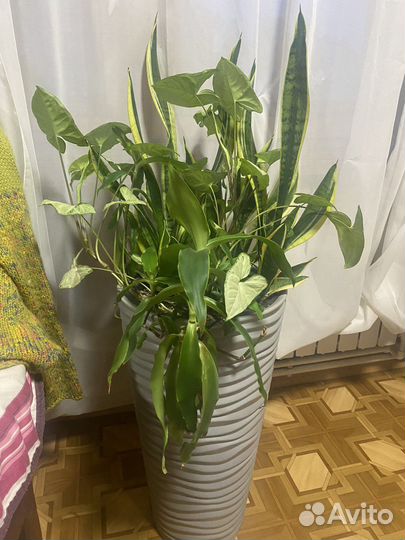 Сансевиерия в вазоне