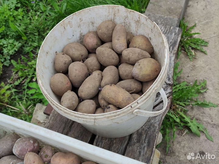 Семенной картофель