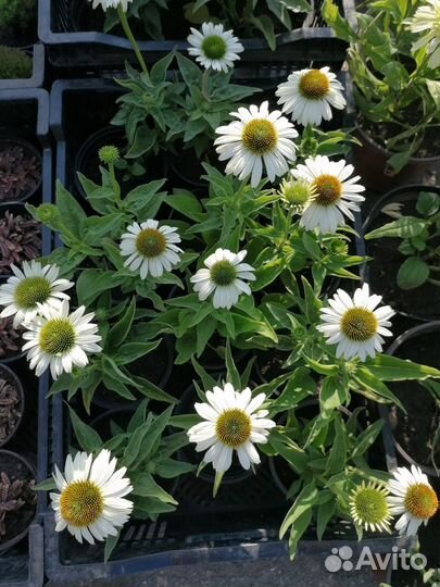 Чернозем сорт 1,навоз отлежавшийся 3г,торф,от 1т