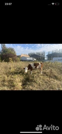 Бык и корова