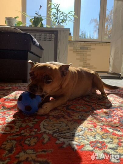 Вязка тойтерьер-мальчик