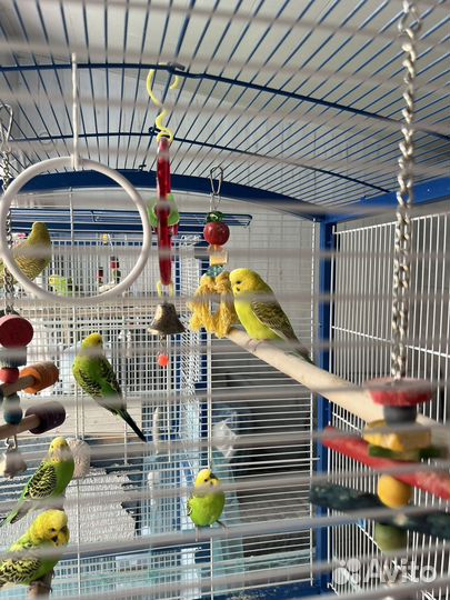 Волнистый попугай