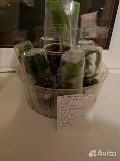 Стрептокарпусы