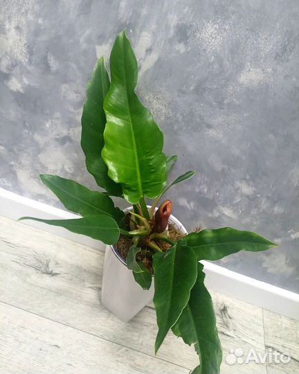 Драцены и др