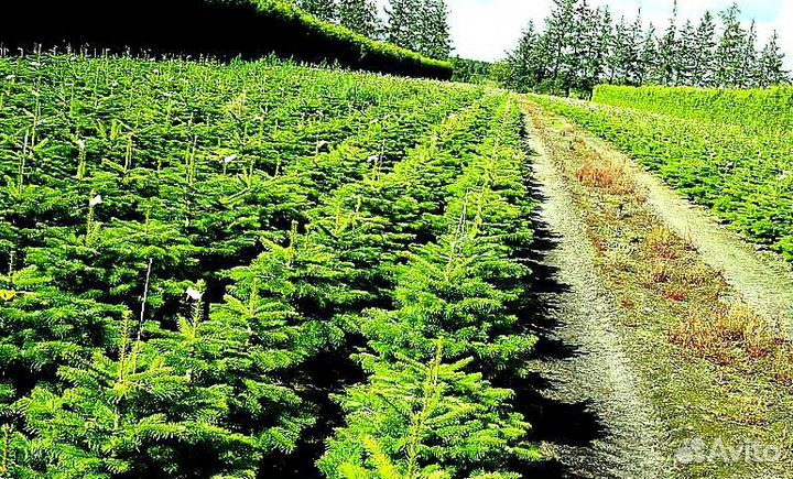 Ель Голубая из питомника с доставкой