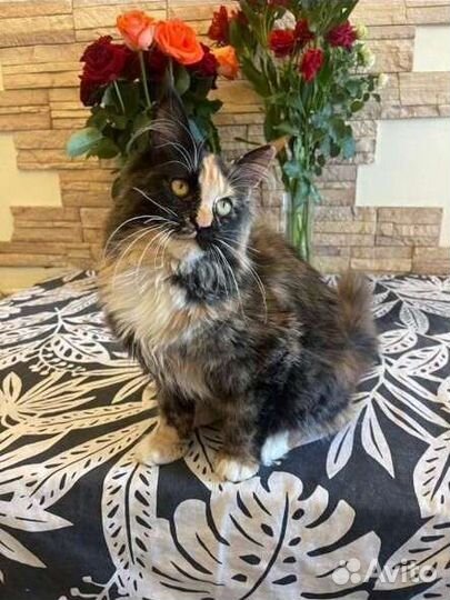 Кошечка мейн кун с документами