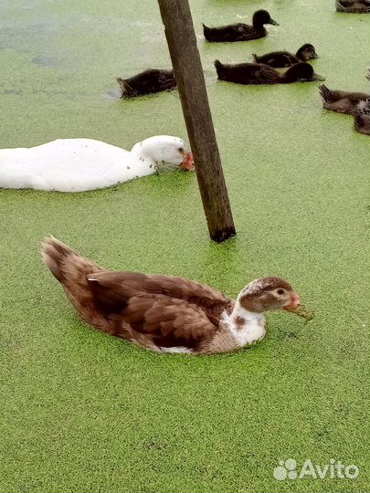 Индоутка мускусная утка