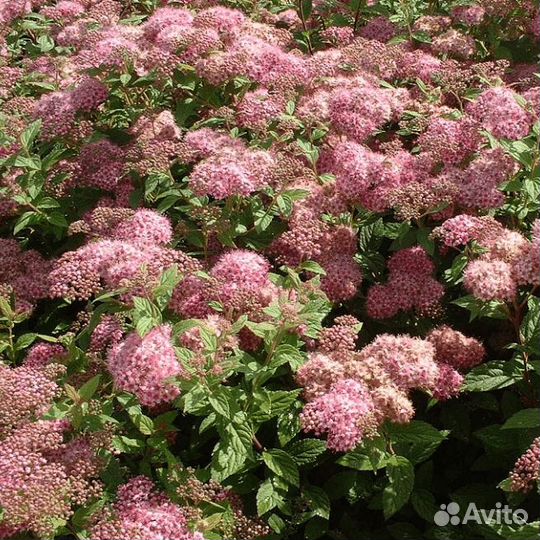 Спирея японская Манон (1 саженец в горшке 15-20 с