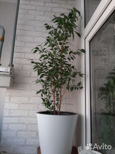 Фикус бенджамина большой