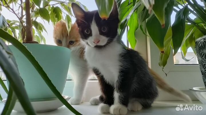 Отдам в добрые руки