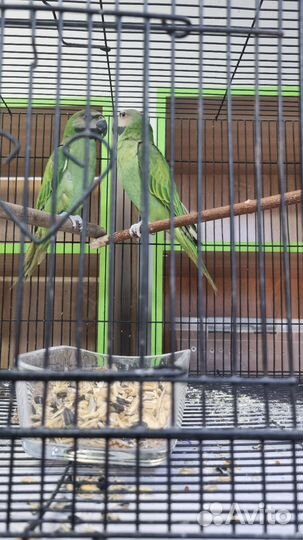 Розовогрудый попугай