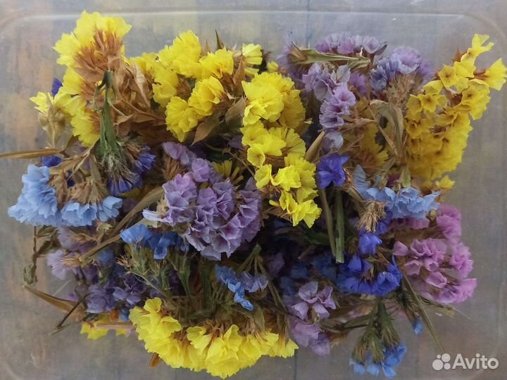 Статица. Сухоцвет