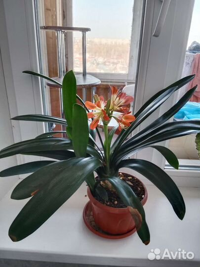 Кливия оранжевая