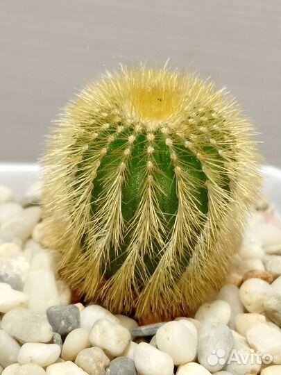 Юбельмания пектенифера Вар. Эриокактоидес